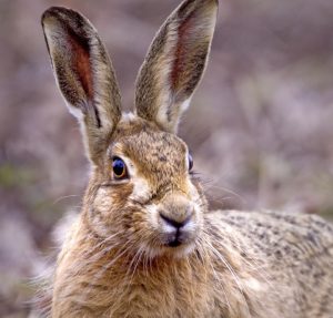 720-hare-face-img_6957