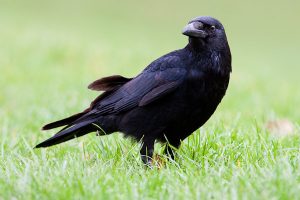 carrion-crow-5571-lg