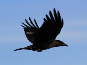 crowflight1