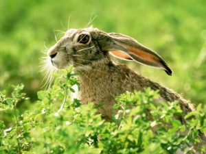 hare-24 1